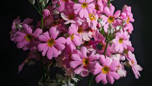 Preview wallpaper primrose, petals, flowers, leaves