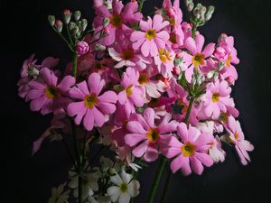Preview wallpaper primrose, petals, flowers, leaves