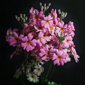 Preview wallpaper primrose, petals, flowers, leaves