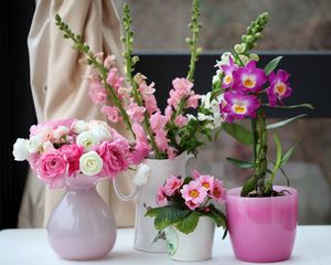Preview wallpaper primrose, ranunkulyus, orchid, gillyflower, flowers, beauty