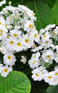 Preview wallpaper primroses, hydrangeas, leaves, flowers, herbs, close-up