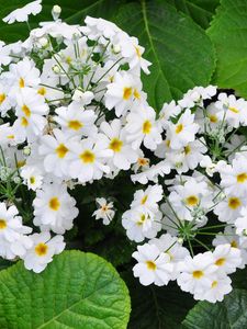 Preview wallpaper primroses, hydrangeas, leaves, flowers, herbs, close-up