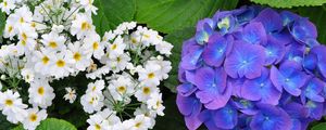 Preview wallpaper primroses, hydrangeas, leaves, flowers, herbs, close-up