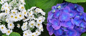 Preview wallpaper primroses, hydrangeas, leaves, flowers, herbs, close-up