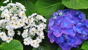 Preview wallpaper primroses, hydrangeas, leaves, flowers, herbs, close-up