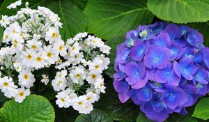 Preview wallpaper primroses, hydrangeas, leaves, flowers, herbs, close-up