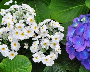 Preview wallpaper primroses, hydrangeas, leaves, flowers, herbs, close-up