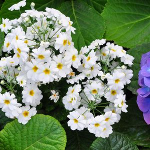 Preview wallpaper primroses, hydrangeas, leaves, flowers, herbs, close-up