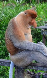 Preview wallpaper proboscis monkey, monkey, sitting