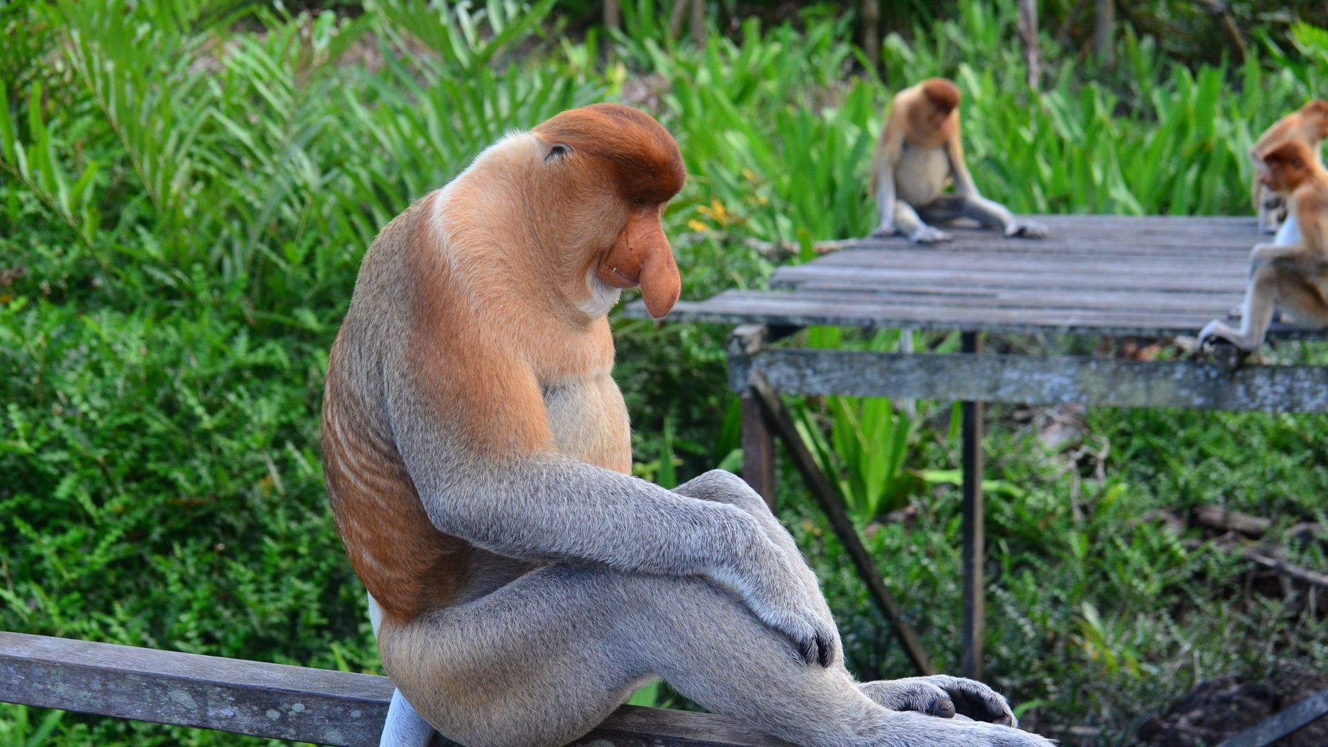 proboscis monkey wallpaper