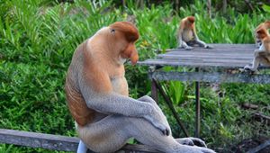 Preview wallpaper proboscis monkey, monkey, sitting