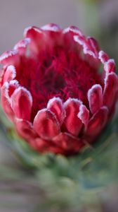 Preview wallpaper protea, flower, bud, red, macro