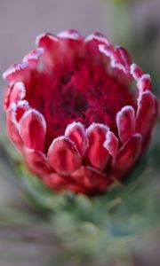 Preview wallpaper protea, flower, bud, red, macro