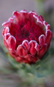 Preview wallpaper protea, flower, bud, red, macro