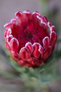 Preview wallpaper protea, flower, bud, red, macro