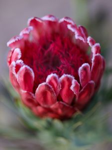 Preview wallpaper protea, flower, bud, red, macro