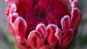 Preview wallpaper protea, flower, bud, red, macro