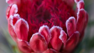 Preview wallpaper protea, flower, bud, red, macro