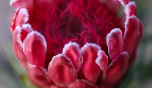 Preview wallpaper protea, flower, bud, red, macro