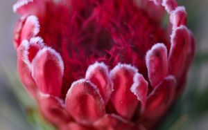 Preview wallpaper protea, flower, bud, red, macro