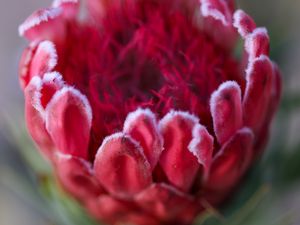 Preview wallpaper protea, flower, bud, red, macro