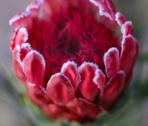 Preview wallpaper protea, flower, bud, red, macro