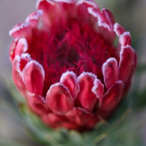 Preview wallpaper protea, flower, bud, red, macro