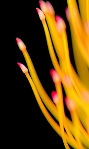 Preview wallpaper protea, flower, macro