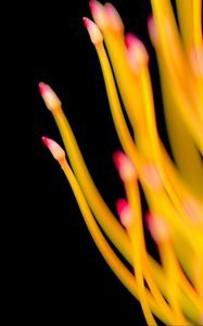 Preview wallpaper protea, flower, macro