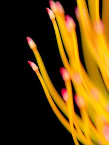 Preview wallpaper protea, flower, macro