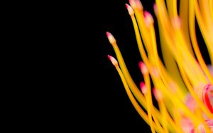 Preview wallpaper protea, flower, macro