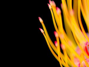 Preview wallpaper protea, flower, macro