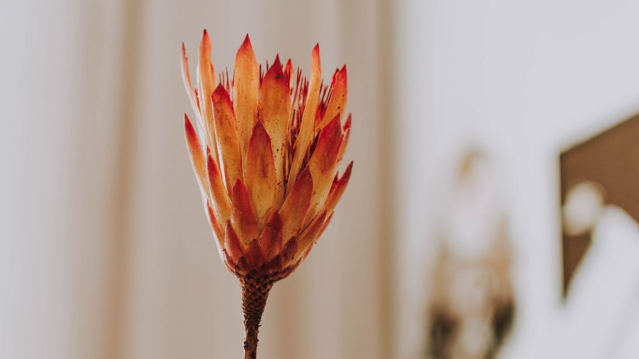 Wallpaper protea, flower, orange, hand