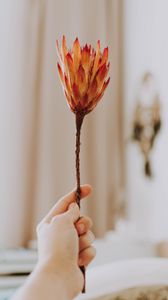 Preview wallpaper protea, flower, orange, hand