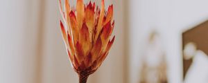 Preview wallpaper protea, flower, orange, hand