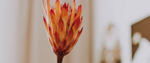 Preview wallpaper protea, flower, orange, hand