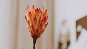 Preview wallpaper protea, flower, orange, hand