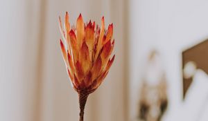 Preview wallpaper protea, flower, orange, hand