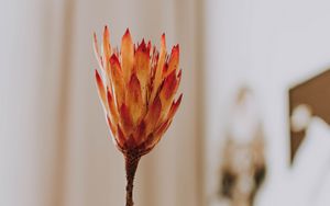 Preview wallpaper protea, flower, orange, hand