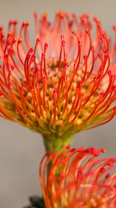 Preview wallpaper protea, flower, petals, macro