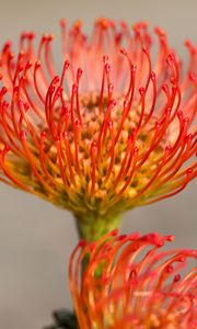 Preview wallpaper protea, flower, petals, macro