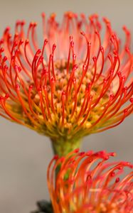 Preview wallpaper protea, flower, petals, macro