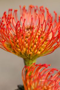 Preview wallpaper protea, flower, petals, macro