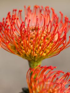 Preview wallpaper protea, flower, petals, macro