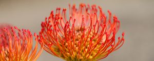 Preview wallpaper protea, flower, petals, macro