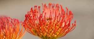 Preview wallpaper protea, flower, petals, macro