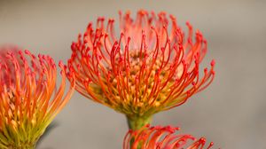 Preview wallpaper protea, flower, petals, macro