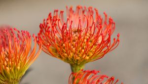 Preview wallpaper protea, flower, petals, macro