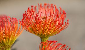 Preview wallpaper protea, flower, petals, macro