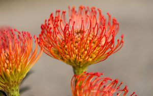 Preview wallpaper protea, flower, petals, macro